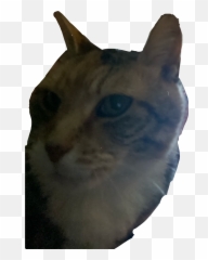 Edit Smirk Stickers - Domestic Cat Emoji