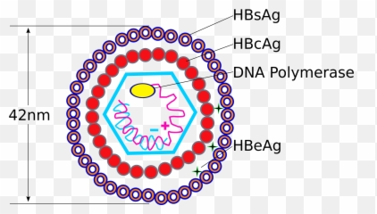 Structure Of Hepatitis B Virus Emoji,Emoji Meanings