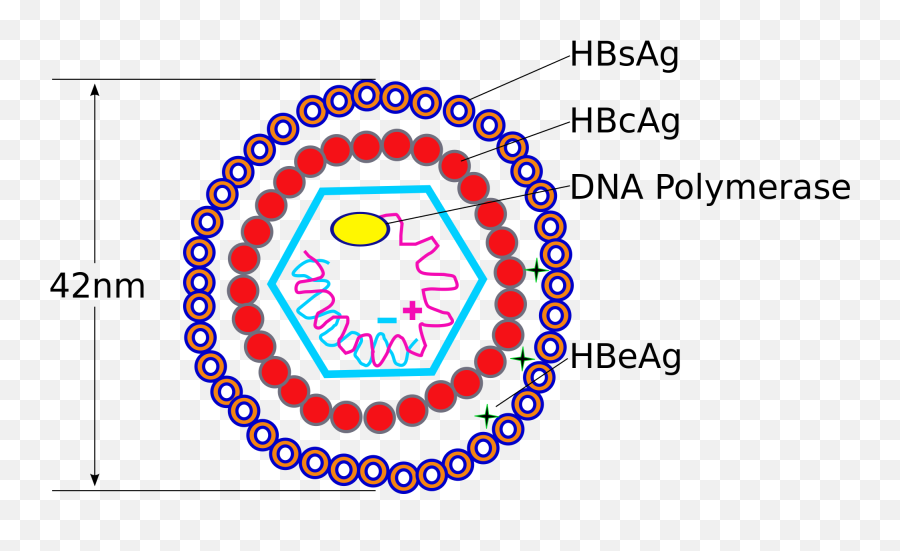 Structure Of Hepatitis B Virus Emoji,Emoji Meanings
