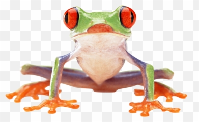 download - frogpngtransparentimagestransparentbackgrounds Tree Frog Transparent Background Emoji