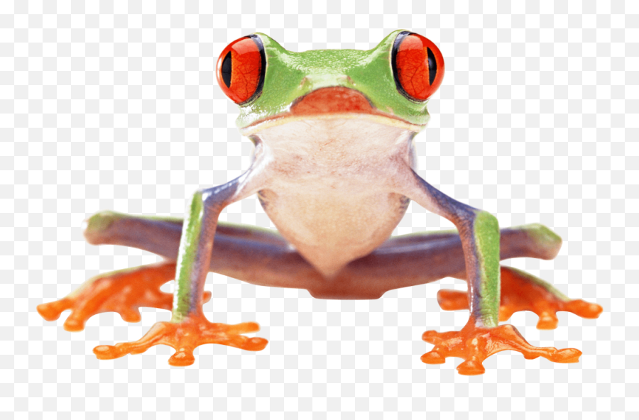 Download - Frogpngtransparentimagestransparentbackgrounds Tree Frog Transparent Background Emoji,Frog Face Emoji