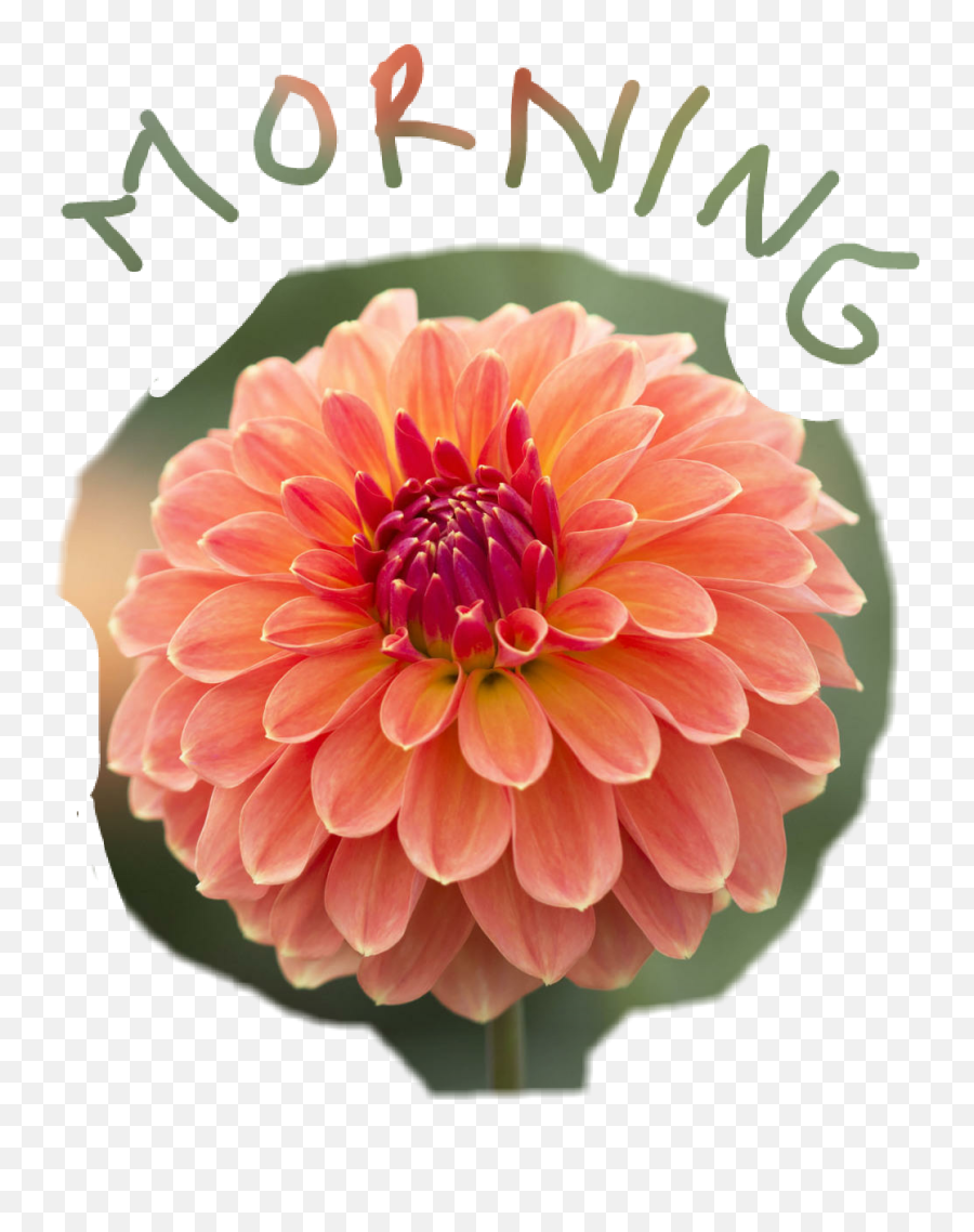Morning Sticker - Flawer Me Ganesa Good Morning Clip Art Emoji,Boquet Emoji