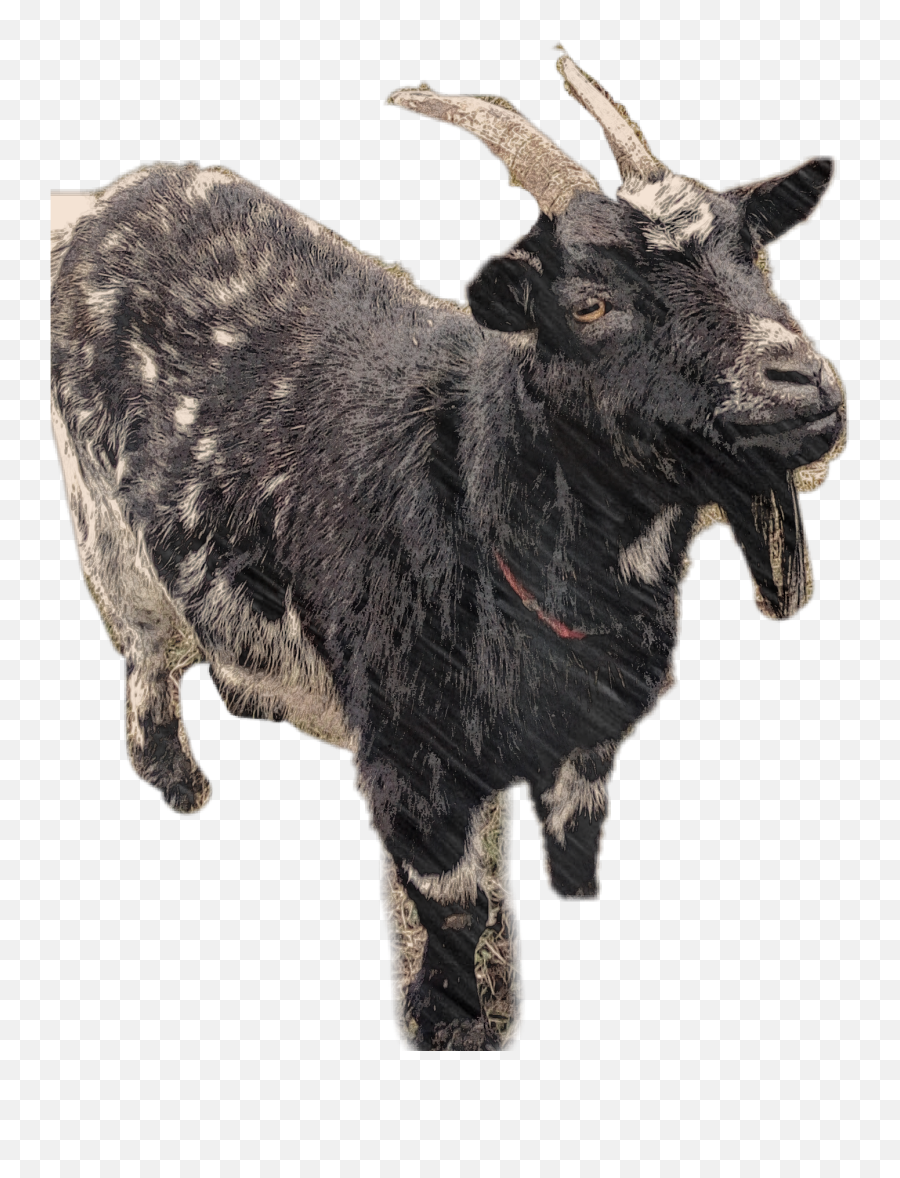 Geo Goat Sticker By Sad Boy Hours - Goat Emoji,Goat Emoji Png