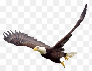 Free Bald Png Download Free Clip Art - Bald Eagle Transparent Background Emoji,Bald Eagle Emoji