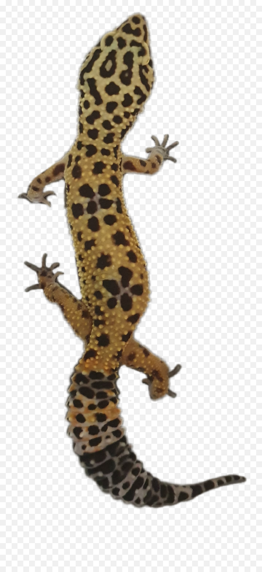 Gecko Geckos Geckolove Lizard Lizards - Turkish Gecko Emoji,Gecko Emoji