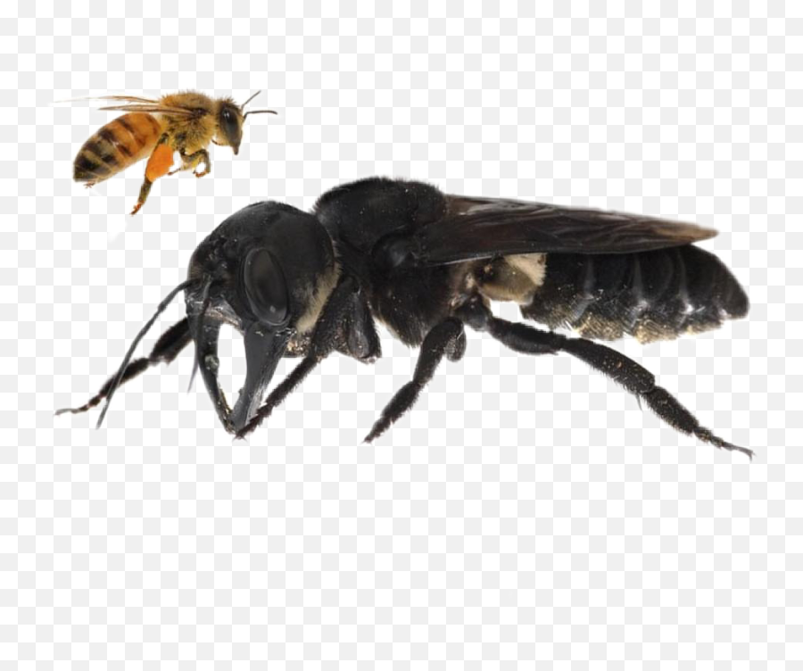 Freetoedit Honey Bee Bee Bumble Bee - Giant Bee Emoji,Bumble Bee Emoji