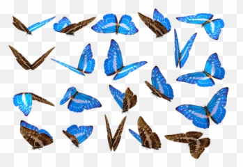 200 Free Unique u0026 Mandala Illustrations - Pixabay Nature In Butterfly Png Emoji