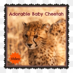Baby Cheetahs Cheetah Cute Babies - Cheetah Emoji,Cheetah Emoji