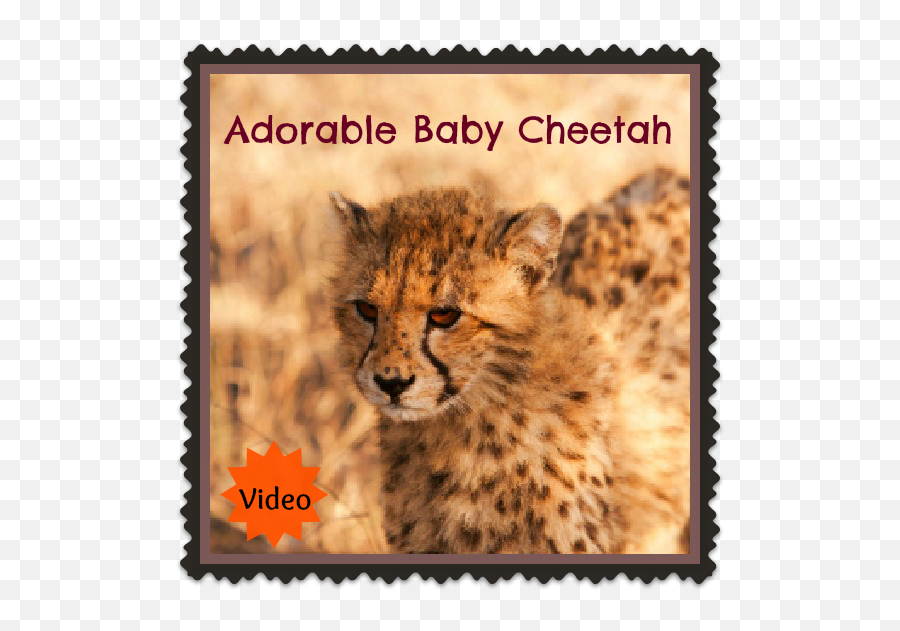 Baby Cheetahs Cheetah Cute Babies - Cheetah Emoji,Cheetah Emoji