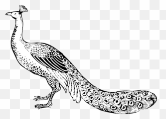 Peacock - Images Line Art Emoji