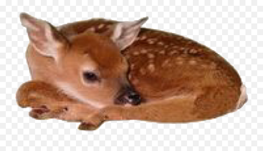 Tumblr Aesthetic Animal Sticker - Baby Deer Png Emoji,Deer Hunting Emoji