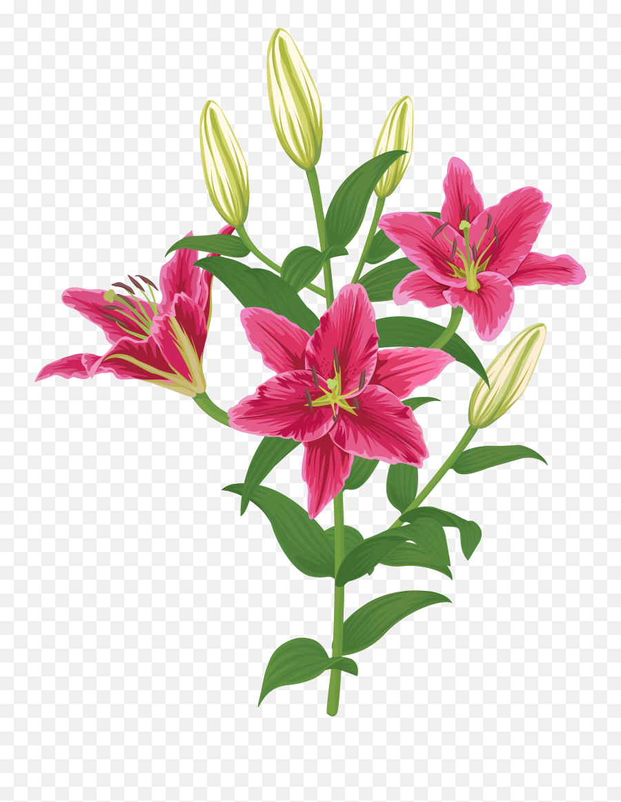 Lily Lilium Female Liliaceae Flower Emoji,Lily Flower Emoji