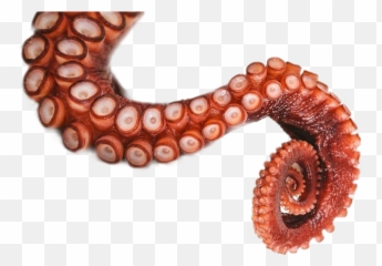 Popular And Trending Octopus Stickers On Picsart - Octopus Legs Emoji,Octopus Emoji