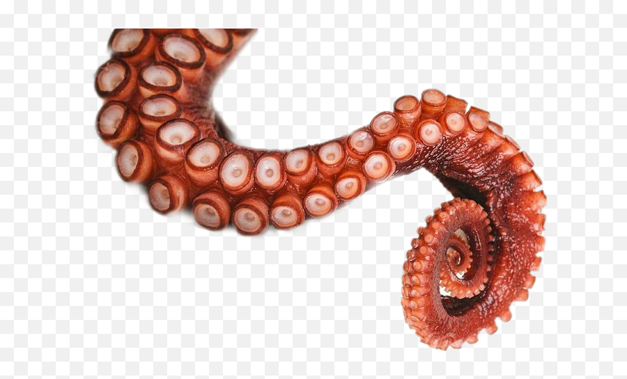 Popular And Trending Octopus Stickers On Picsart - Octopus Legs Emoji,Octopus Emoji
