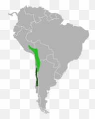 Chinchilla - South America Png Emoji