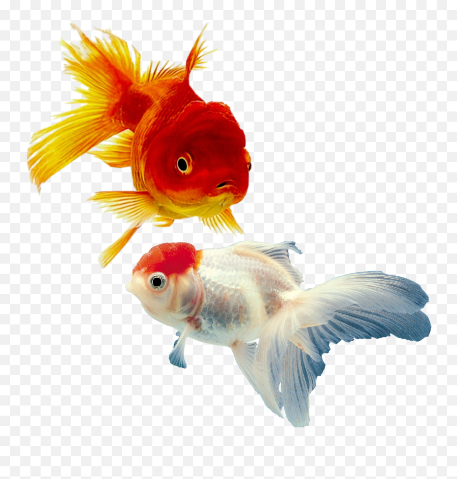 Fish Goldfish Bubbleheads Orange Fishes - Aquarium Fish Shark Shop Emoji,Goldfish Emoji