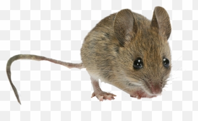 Mouse - Mice Mouse Emoji,Mice Emoji