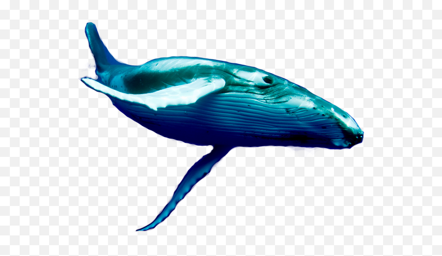 Cetacea Png U0026 Free Cetaceapng Transparent Images 71837 - Pngio Cetacea Png Emoji,Emoji Free Whale