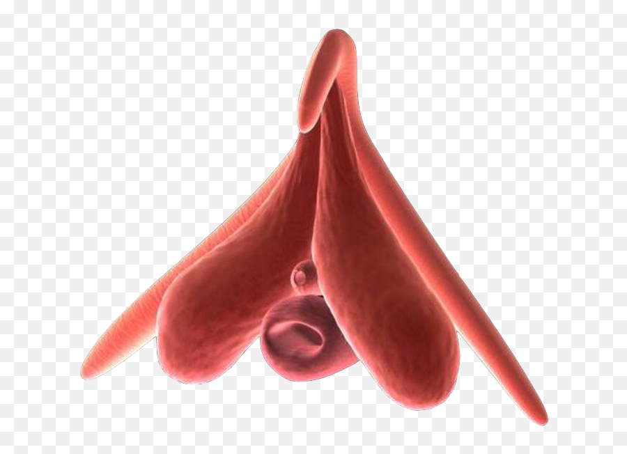 Noah Travis Phillips Scoby For Rpg Reh Co Rhizome - Blood Emoji,Rimshot Emoji