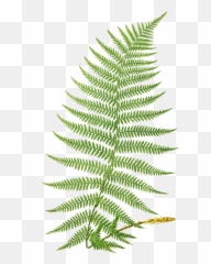 Fern Leaf Fernleaf Green Sticker - Transparent Png Emoji