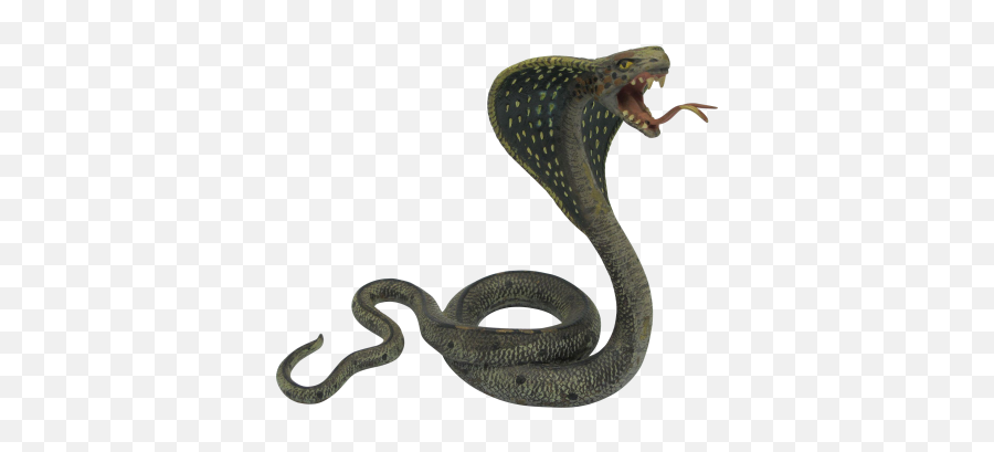 Snake Png And Vectors For Free Download - Black Mamba King Cobra Snakes Emoji,Snake Emoji Png