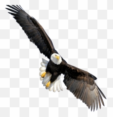 Bald Eagle - Transparent Background Eagle Png Emoji,Bald Eagle Emoji