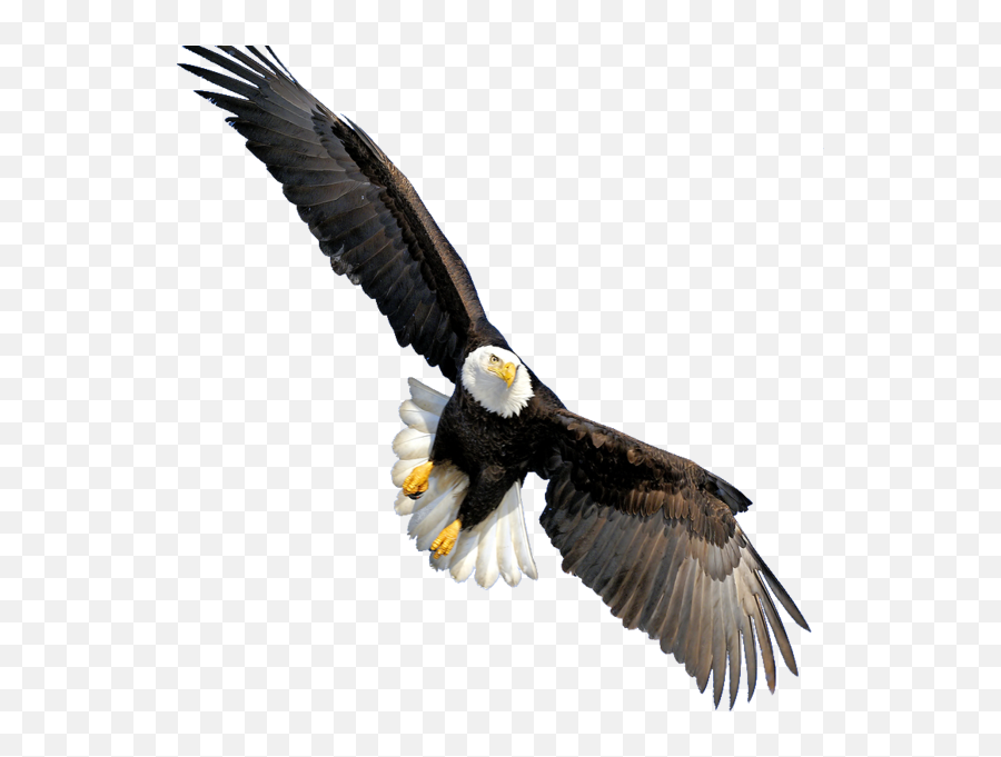 Bald Eagle - Transparent Background Eagle Png Emoji,Bald Eagle Emoji