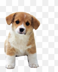 Cutest Dog Ever Dog4lifefreetoedit - Cute Puppy Png Emoji,Whelp Emoji
