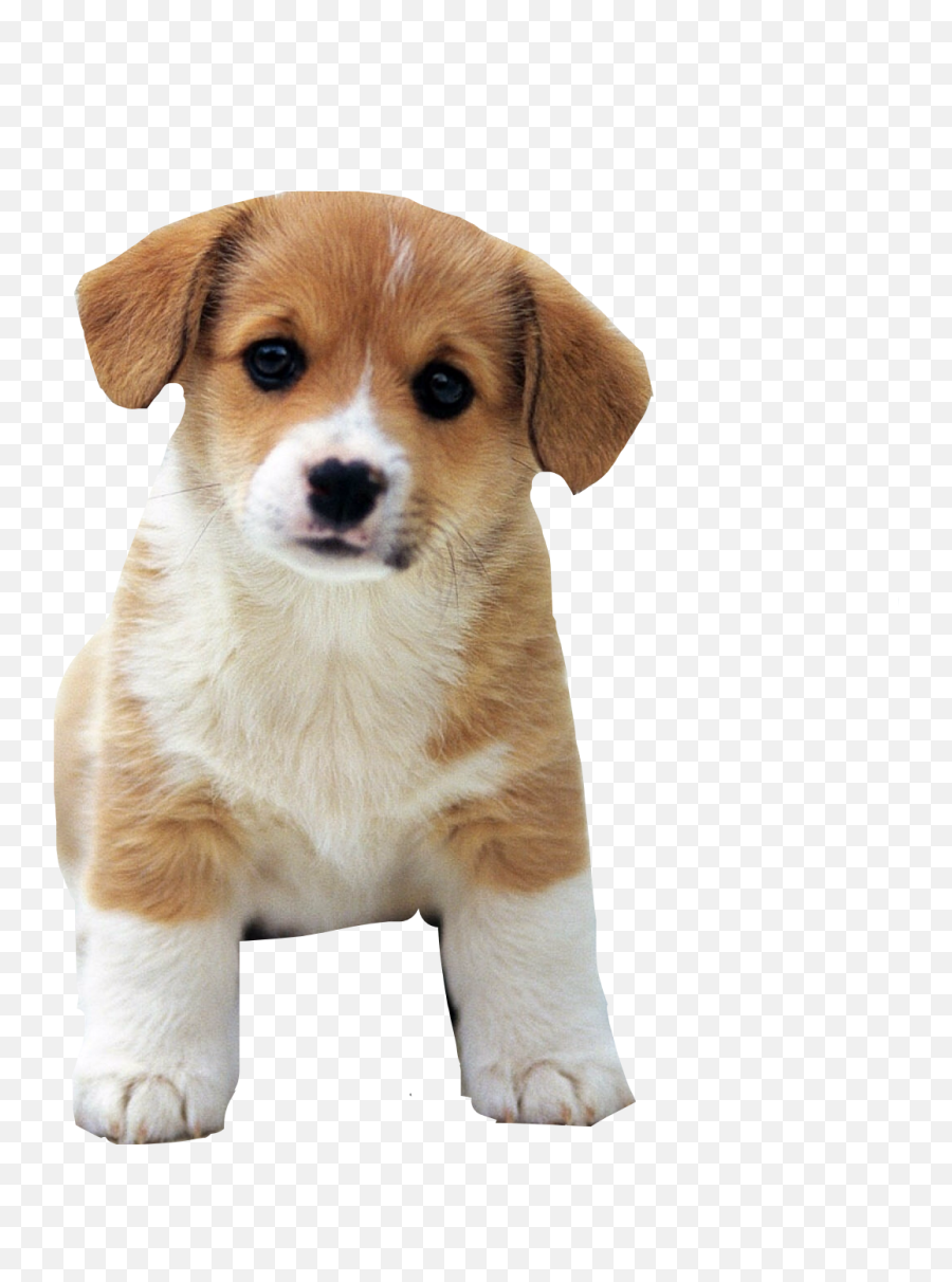 Cutest Dog Ever Dog4lifefreetoedit - Cute Puppy Png Emoji,Whelp Emoji