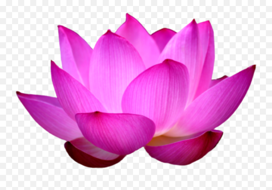 Lotus Flower Waterlily Pink - Lotus Flower Png Emoji,Lotus Emoji