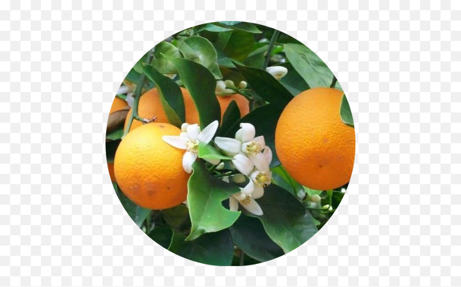 Popular And Trending Tangerine Stickers - Mediterranean Fruit Trees Emoji,Tangerine Emoji