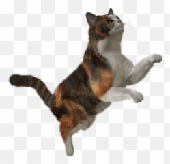 sick PNG and vectors for Free Download - DLPNGcom Cat Png Hd Emoji