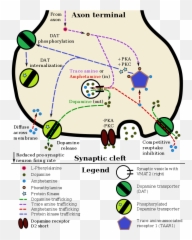 Taar1 Dopamine - Dopamine Release Emoji,Chemistry Emoji