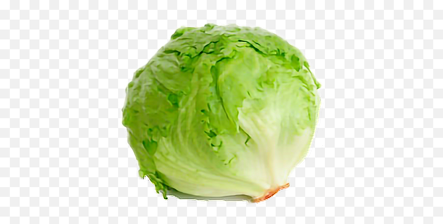 Lettuce - Head Of Lettuce Png Emoji,Lettuce Emoji