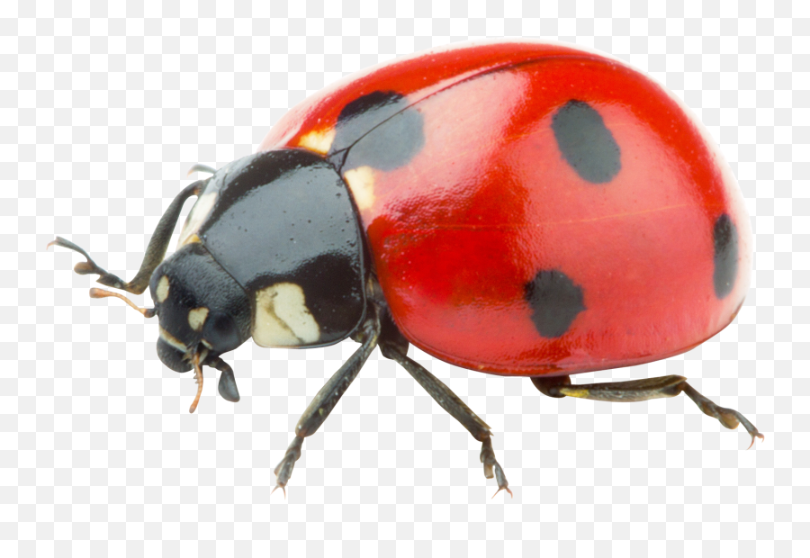 Transparent Ladybug Real Life Transparent Png Clipart Free - Ladybug Transparent Background Emoji,Ladybug Emoji
