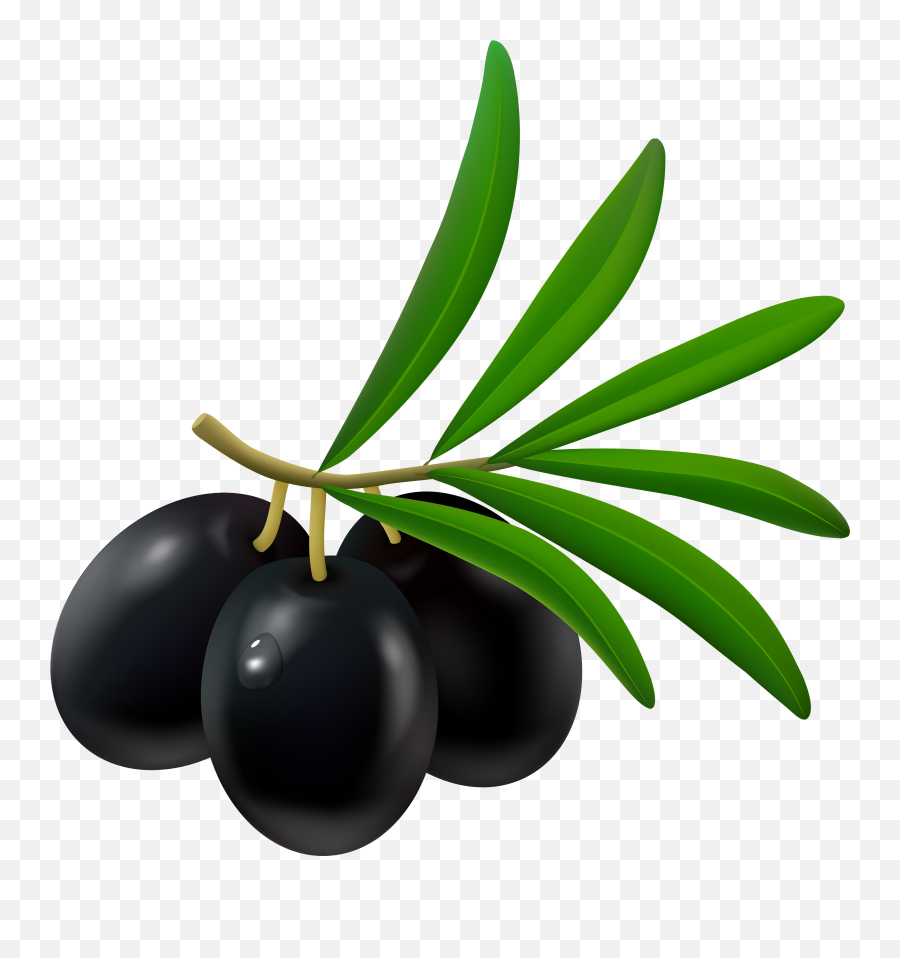 Black Olives Png - Olives Clipart Black And White Emoji,Plant Emoji