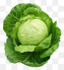 Transparent Background Cabbage Clipart - Png Emoji