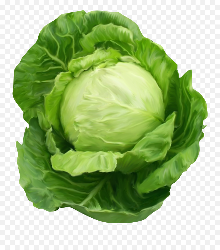 Transparent Background Cabbage Clipart - Cabbage Png Emoji,Cabbage Emoji