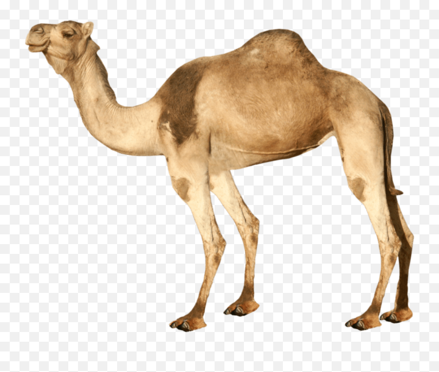 Camel Sticker - Camel White Background Emoji,Camel Emoji