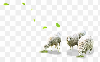 Sheep Grazing Png U0026 Free Sheep Grazingpng Transparent - Sheep Grazing Png Emoji,Lamb Emoji