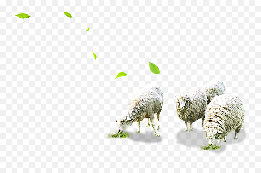 Sheep Grazing Png U0026 Free Sheep Grazingpng Transparent - Sheep Grazing Png Emoji,Lamb Emoji