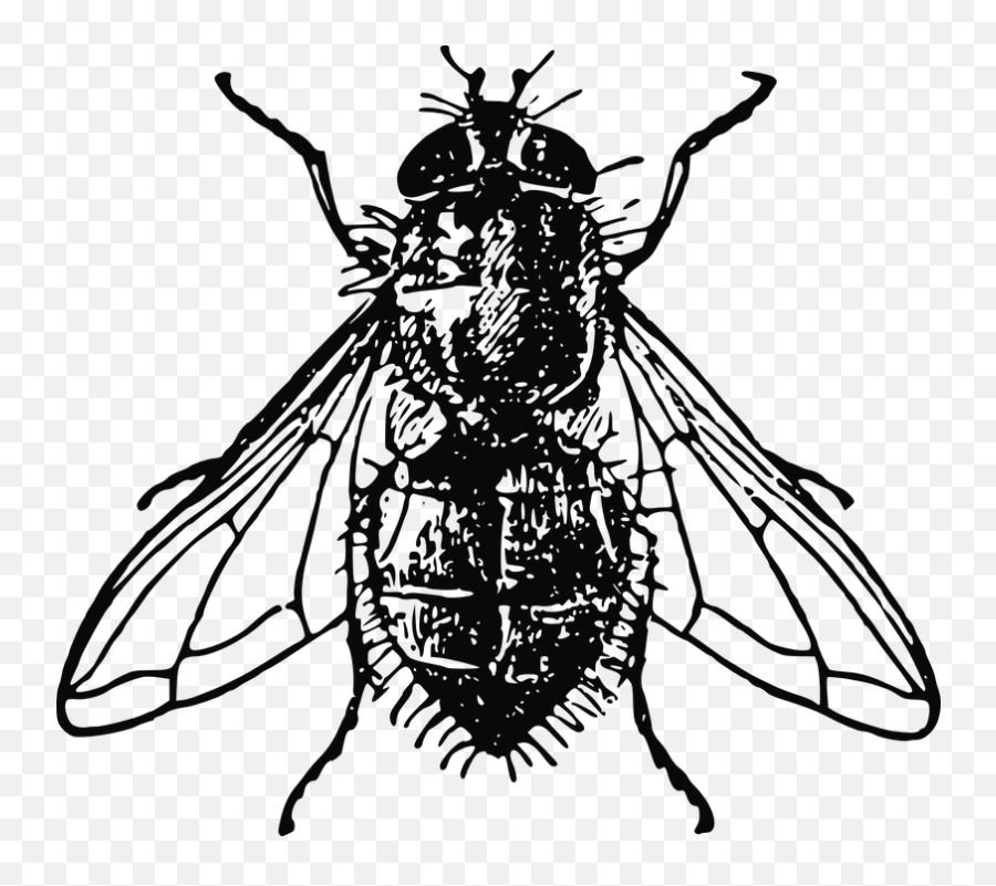 Housefly Insect Fly - Fly Image Black And White Emoji,Dove Emoji