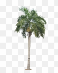 Real Palm Tree Png Download - Transparent Background Palm Png Emoji,Palm Tree Emoji