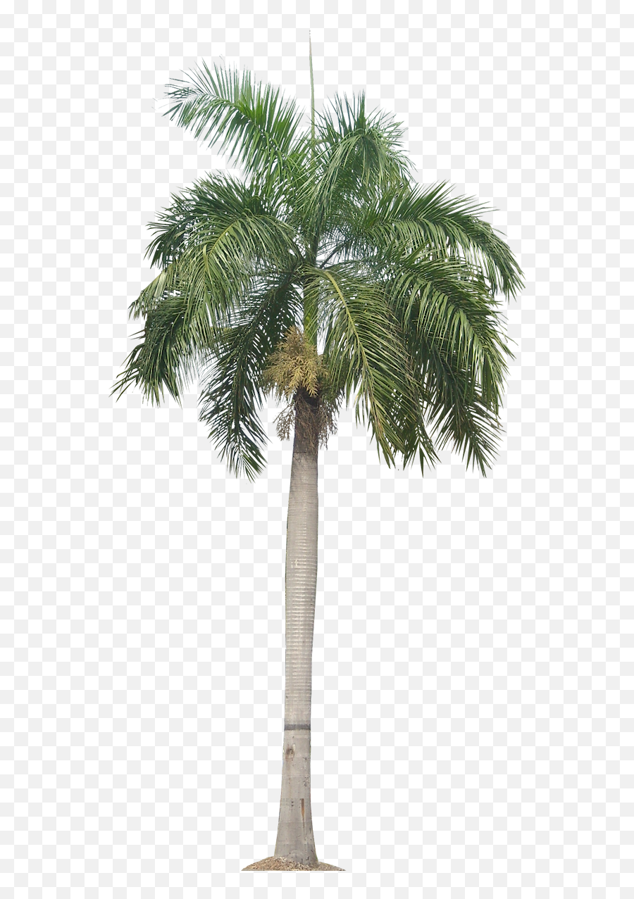 Real Palm Tree Png Download - Transparent Background Palm Png Emoji,Palm Tree Emoji