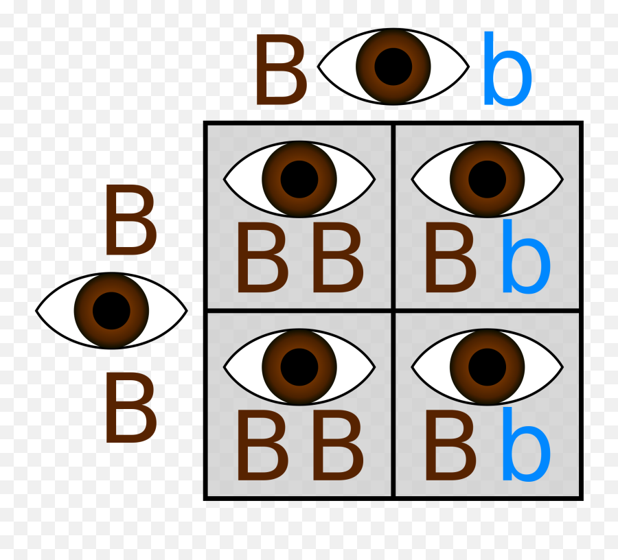Punnett Square - Punnett Square Eye Color Brown And Blue Emoji,Bb Emoticons List