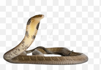Library of snake editing clip art transparent stock png - King Cobra Png Emoji