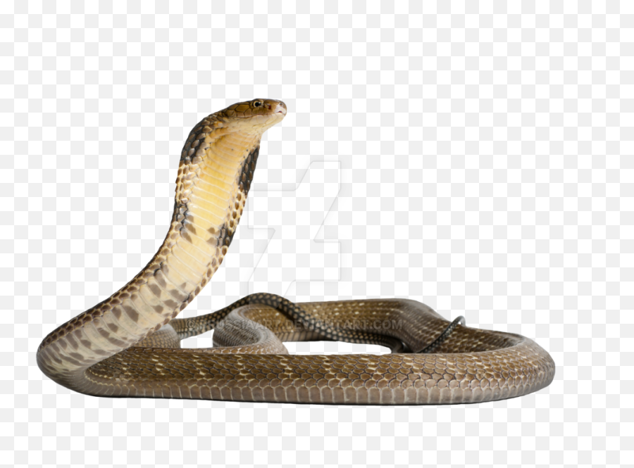 Library Of Snake Editing Clip Art Transparent Stock Png - King Cobra Png Emoji,Snake Emoji Transparent