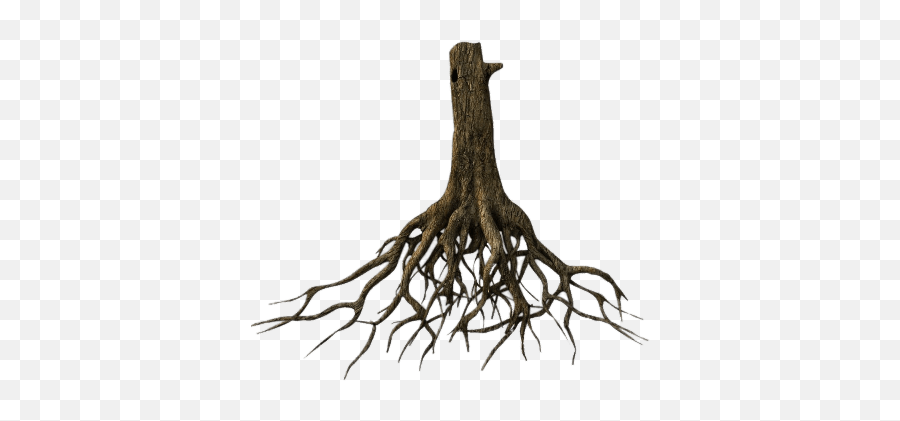 Search Results For Bonsai Trees Png Hereu0027s A Great List Of - Real Roots Transparent Background Emoji,Pine Tree Emoji