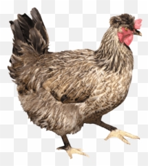 Chicken Transparent Background - 23142 TransparentPNG Emoji