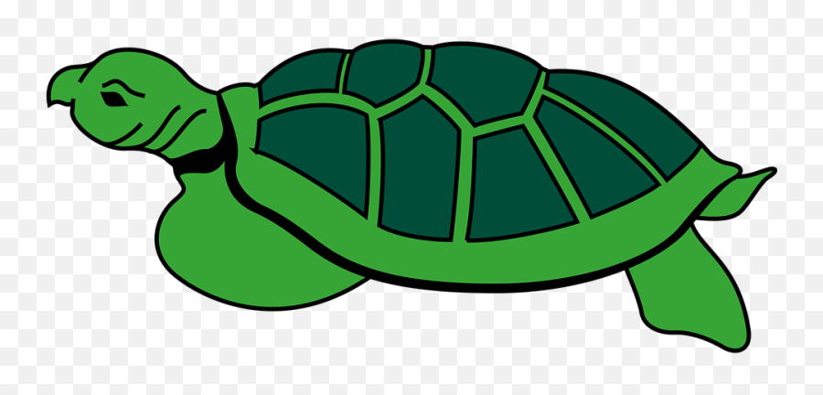 Animal Reptile Tortoise Turtle Tortoise To - Kura Kura Tortoise Png Clipart Emoji,Tortoise Emoji